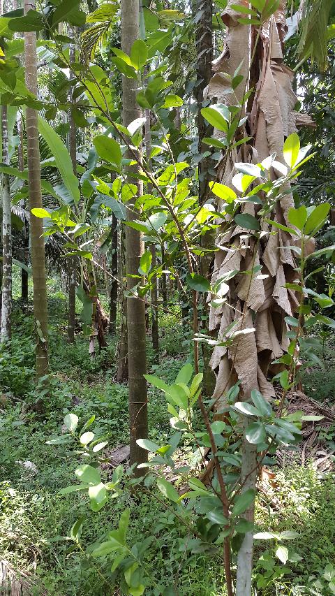 Sahakari Spice Farm - Download Goa Photos